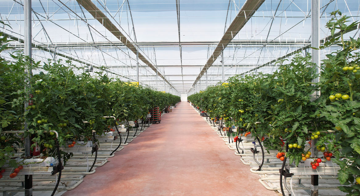 Year-Round Production Powered by Geothermal Energy